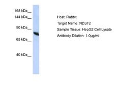 N-Deacetylase/N-Sulfotransferase 2/NDST2 Rabbit anti-Human, Polyclonal, Novus Biologicals 0.1 mL | Buy Online | Novus Biologicals | Fisher Scientific